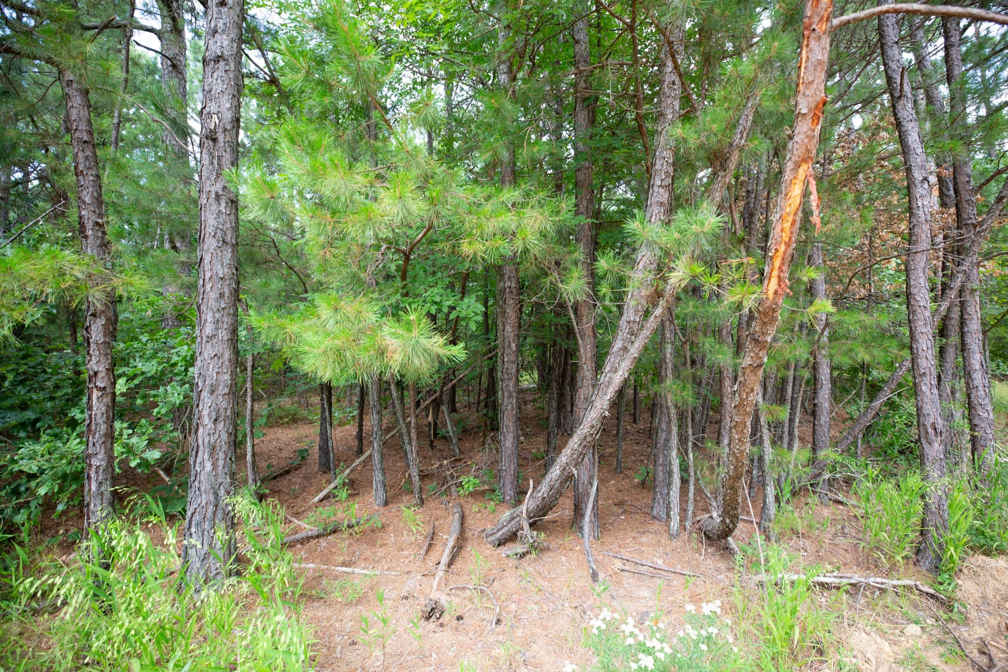 Eagle’s Nest Tract 44 photo 10