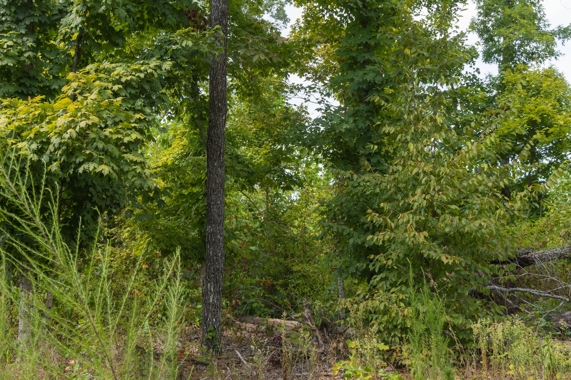 Big White Oak Tract 77 photo 6