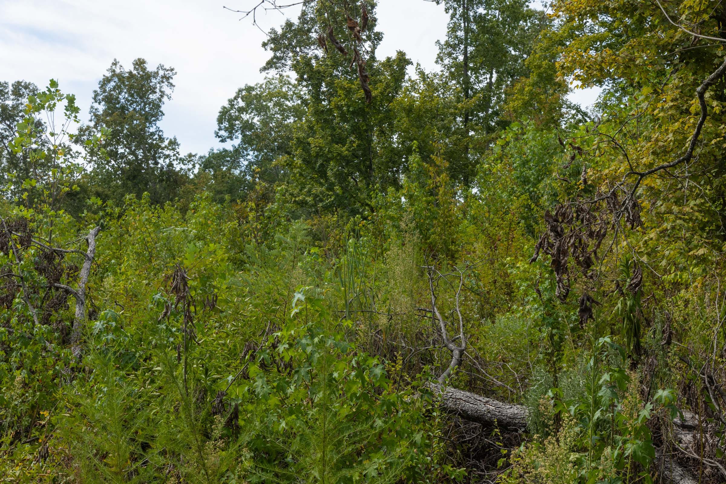 Big White Oak Tract 77 photo 5