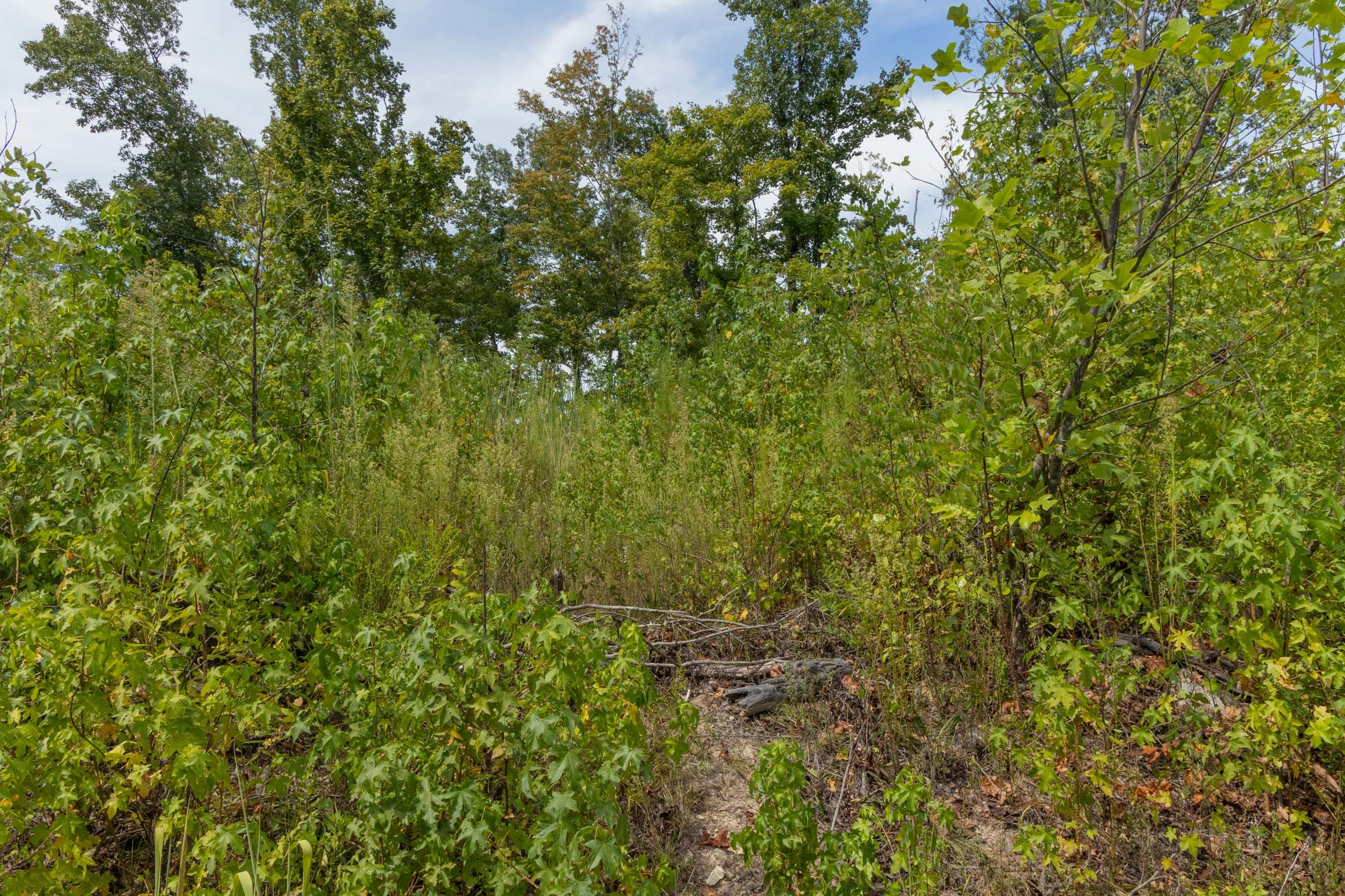Big White Oak Tract 77 photo 3