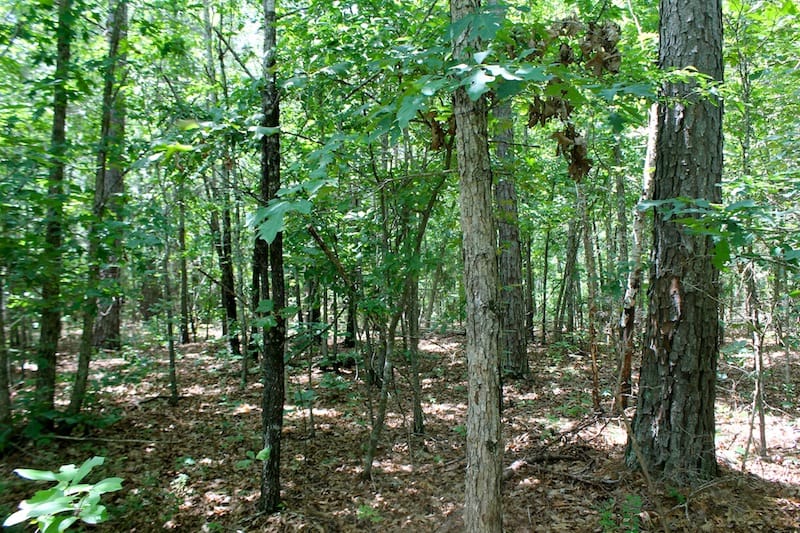 Green Mountain Ranch Tract 41 photo 3