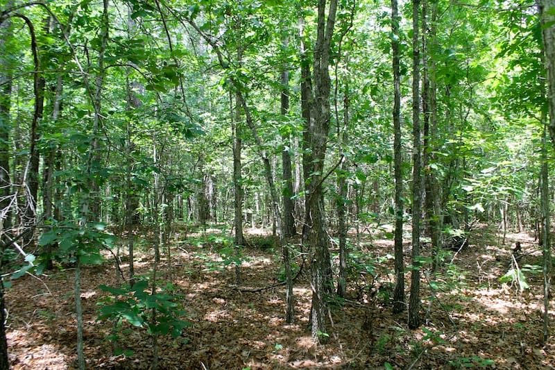 Green Mountain Ranch Tract 41 photo 5