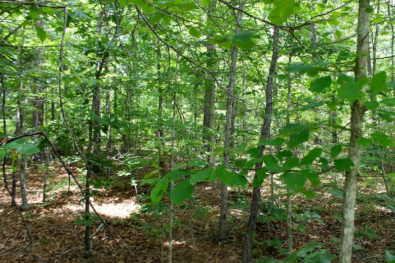 Green Mountain Ranch Tract 41 photo 8