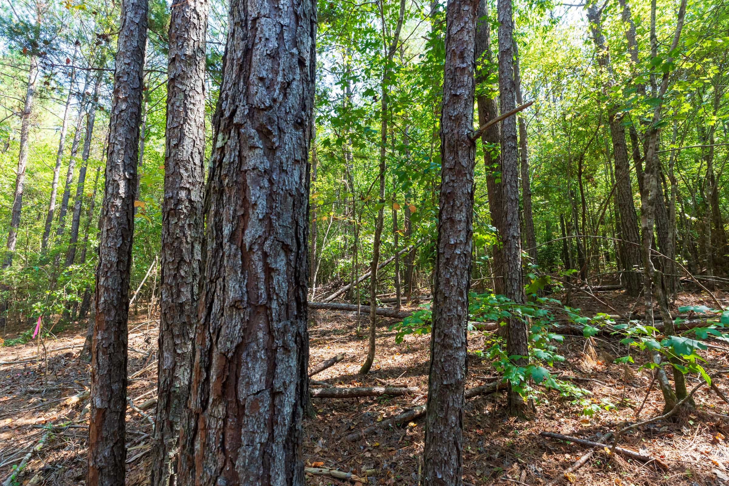 Willow Grove Tract 14 photo 2