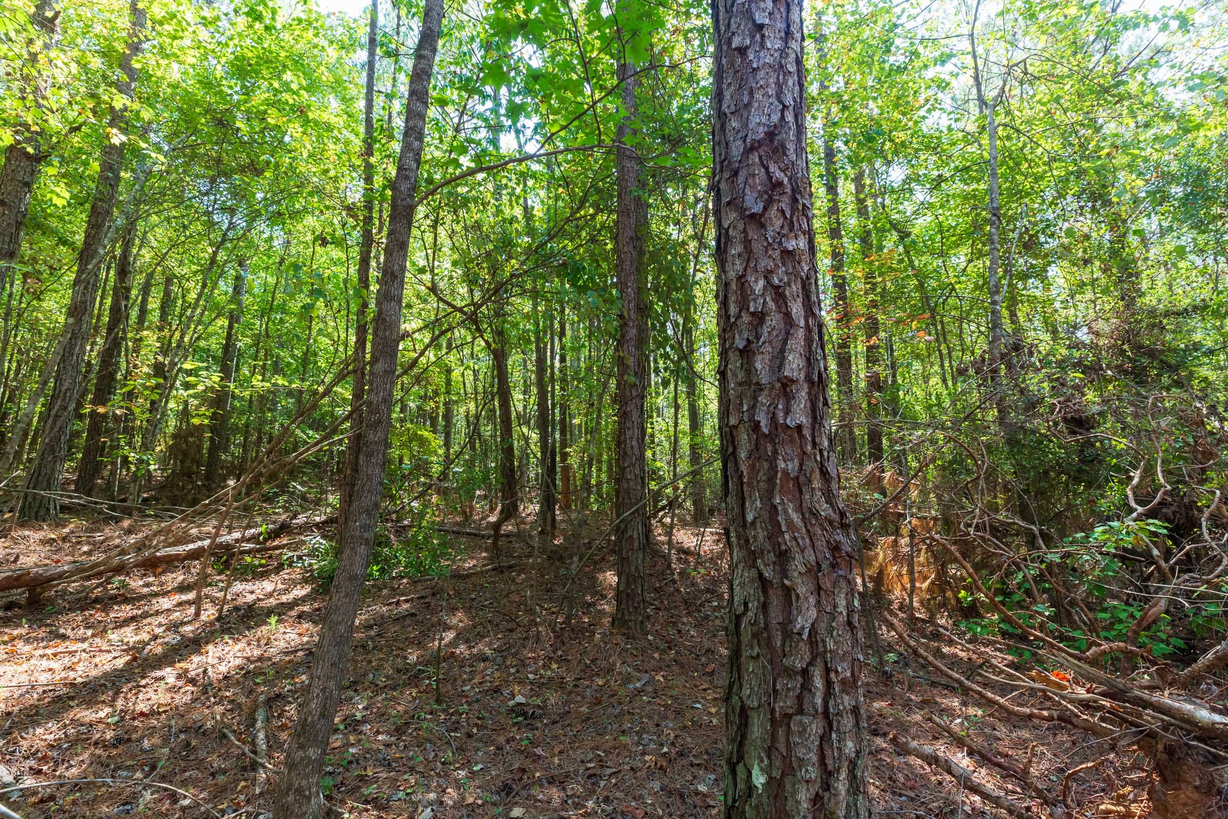 Willow Grove Tract 14 photo 5