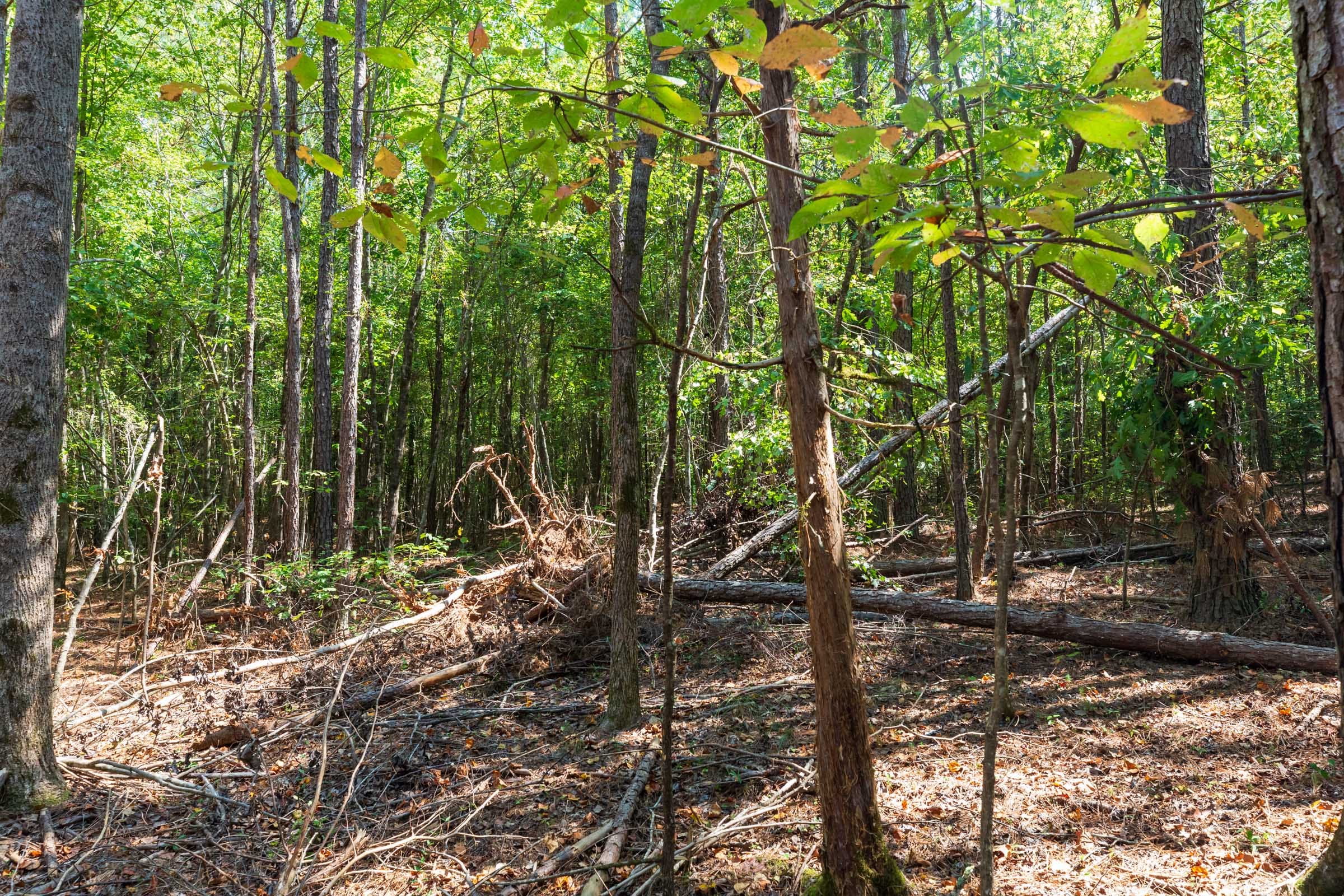 Willow Grove Tract 14 photo 6