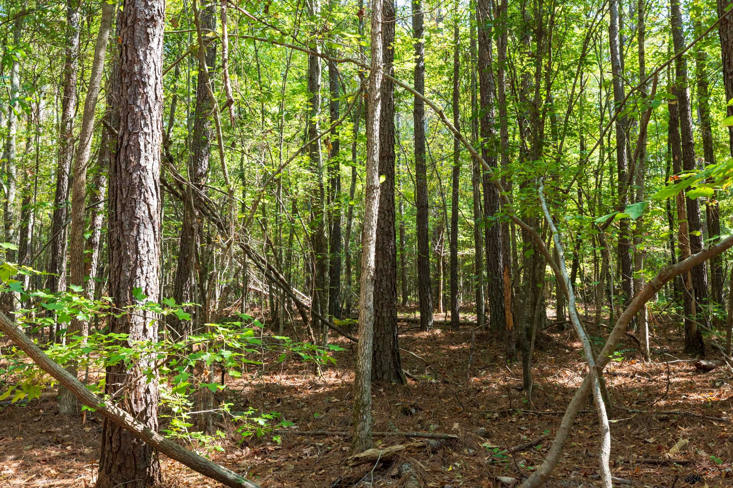 Willow Grove Tract 14 photo 3