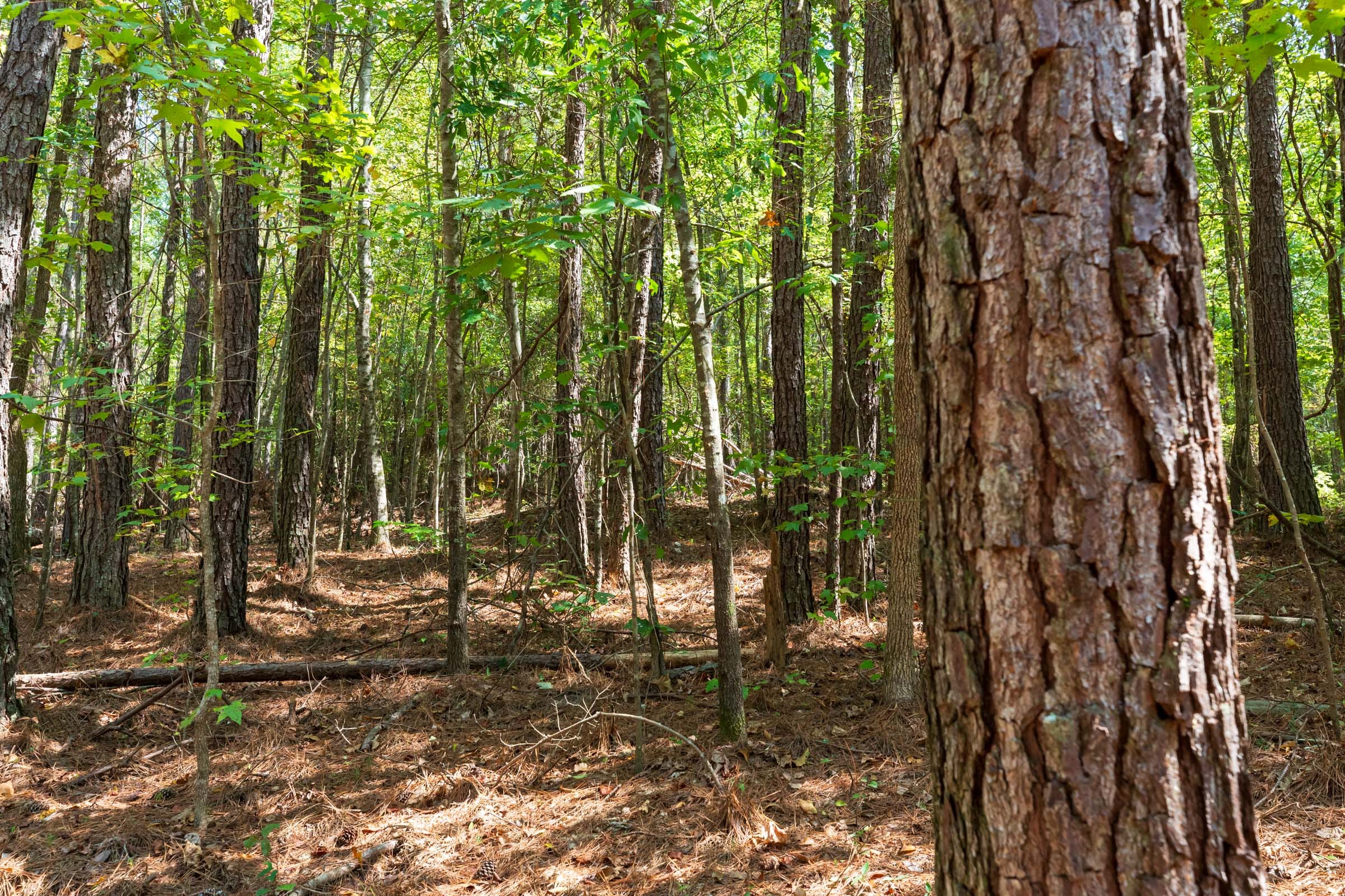 Willow Grove Tract 14 photo 9