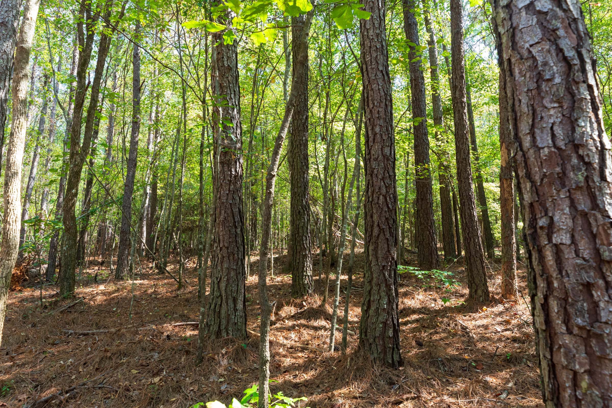 Willow Grove Tract 14 photo 10