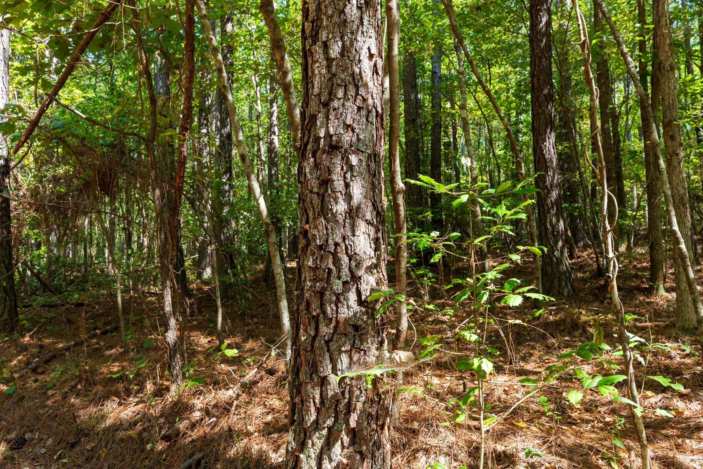 Willow Grove Tract 14 photo 11