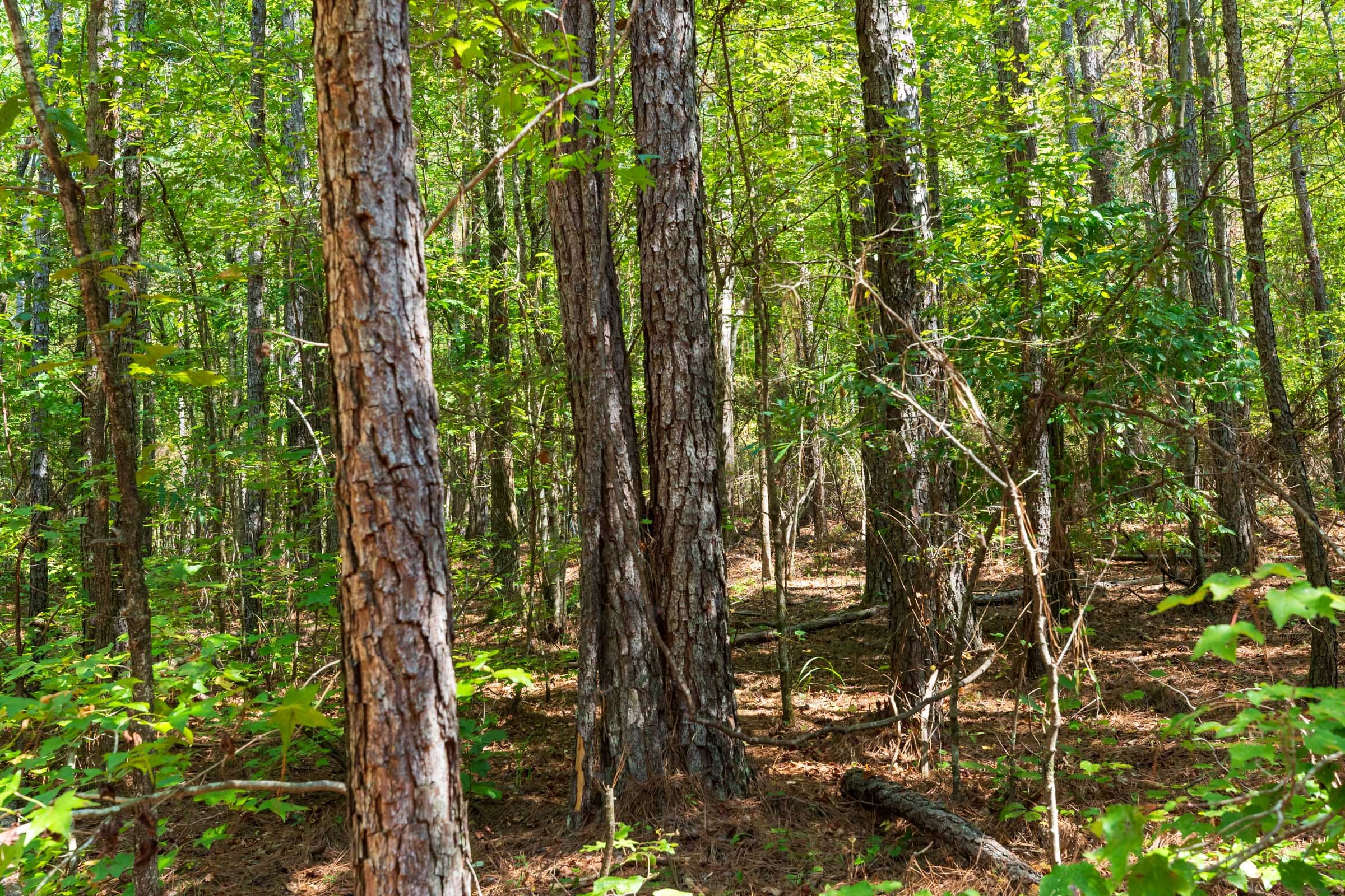 Willow Grove Tract 14 photo 12