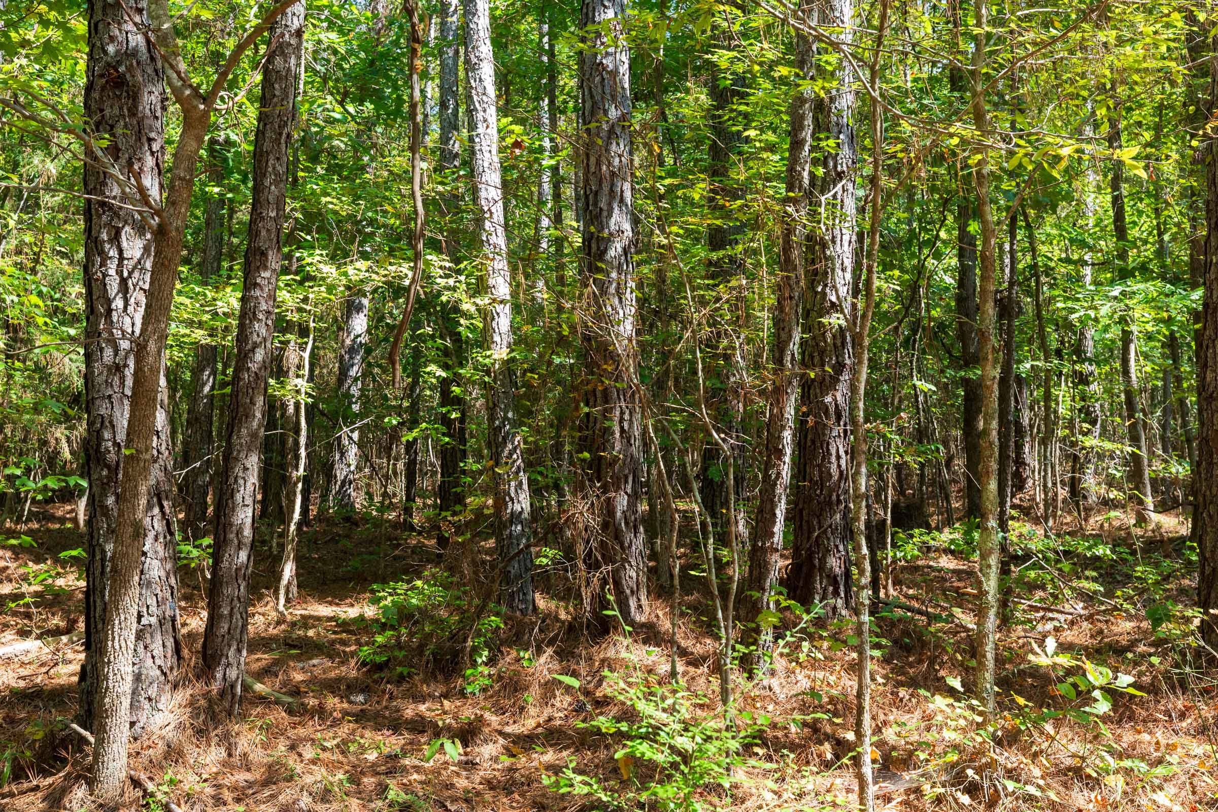 Willow Grove Tract 14 photo 13
