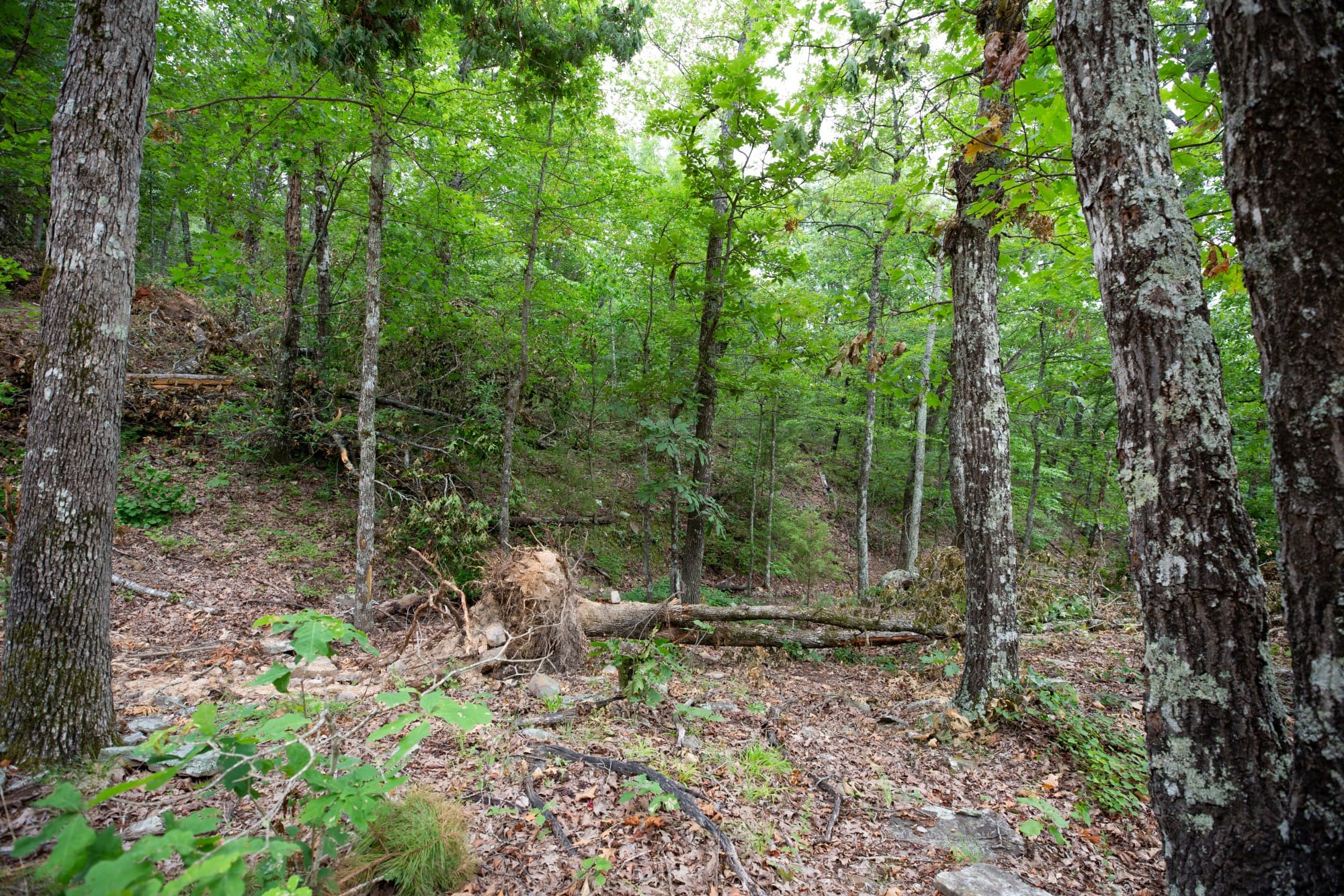 Eagle’s Nest Tract 56 photo 6