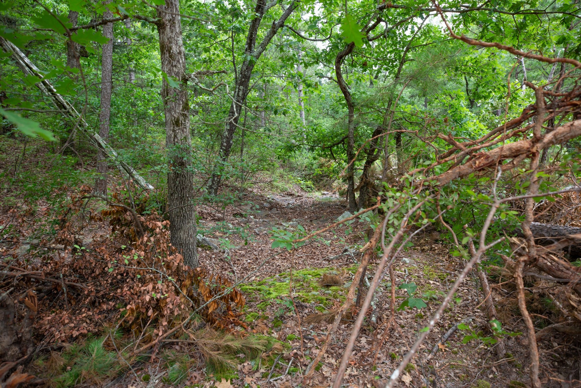 Eagle’s Nest Tract 56 photo 9