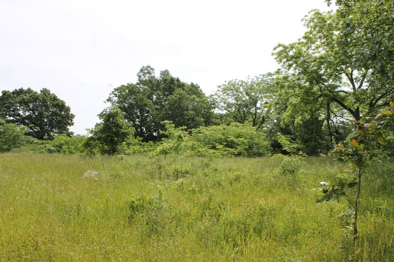 Cedar Ridge Ranch Tract 9 photo 2