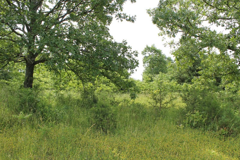 Cedar Ridge Ranch Tract 9 photo 3