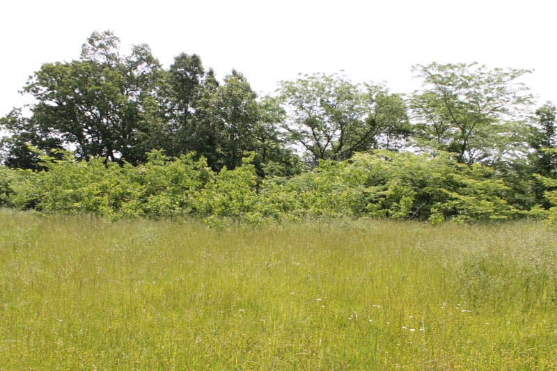 Cedar Ridge Ranch Tract 9 photo 4