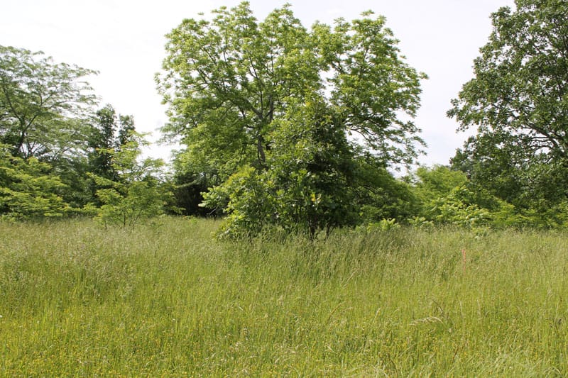 Cedar Ridge Ranch Tract 9 photo 5