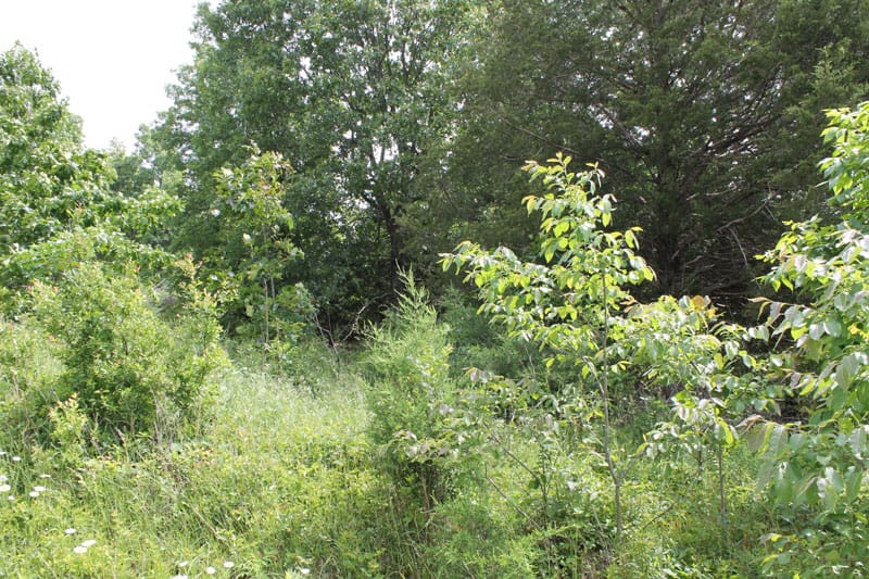Cedar Ridge Ranch Tract 9 photo 6