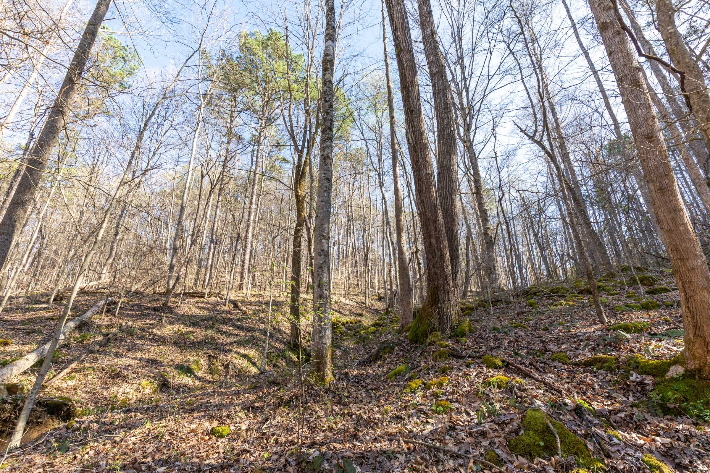 Woodland Heights Tract 17 photo 8