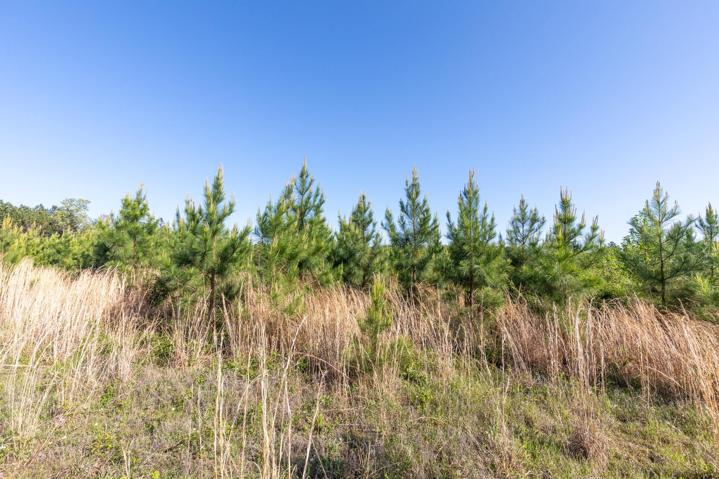 Clear Wood Tract 32 photo 5