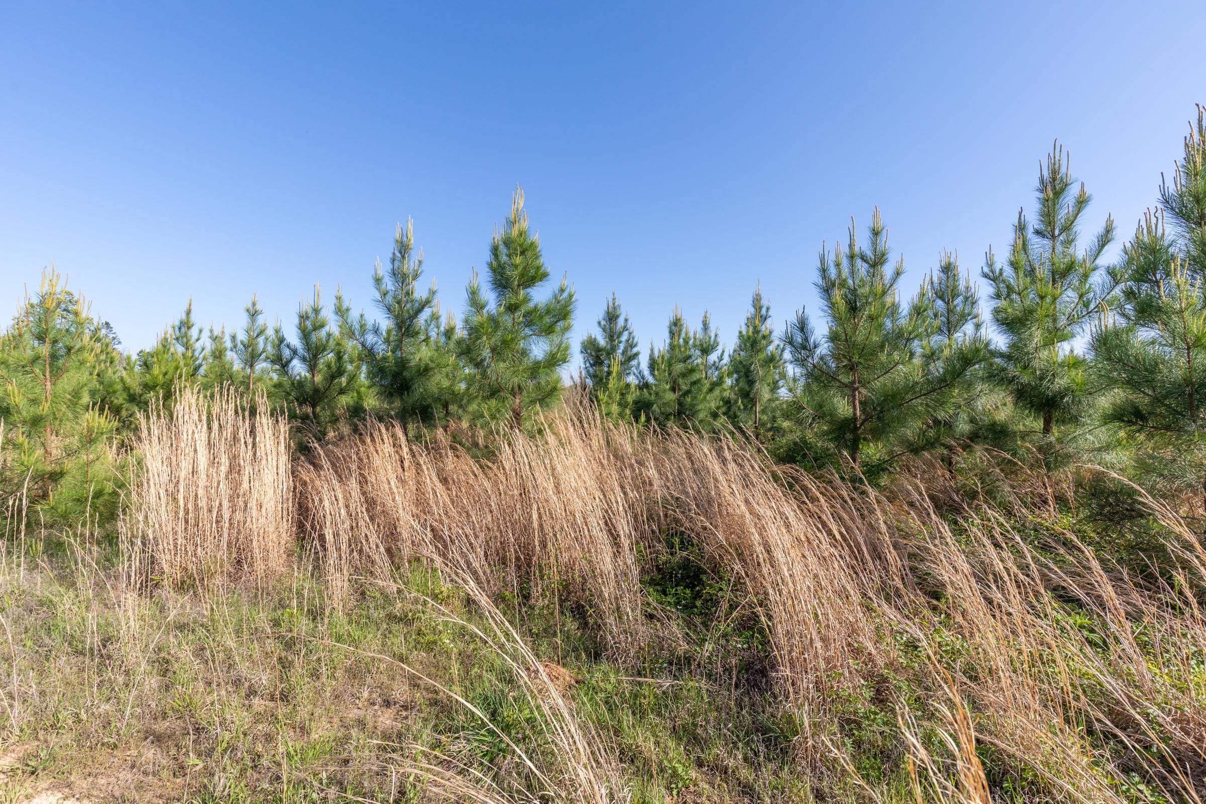 Clear Wood Tract 32 photo 6