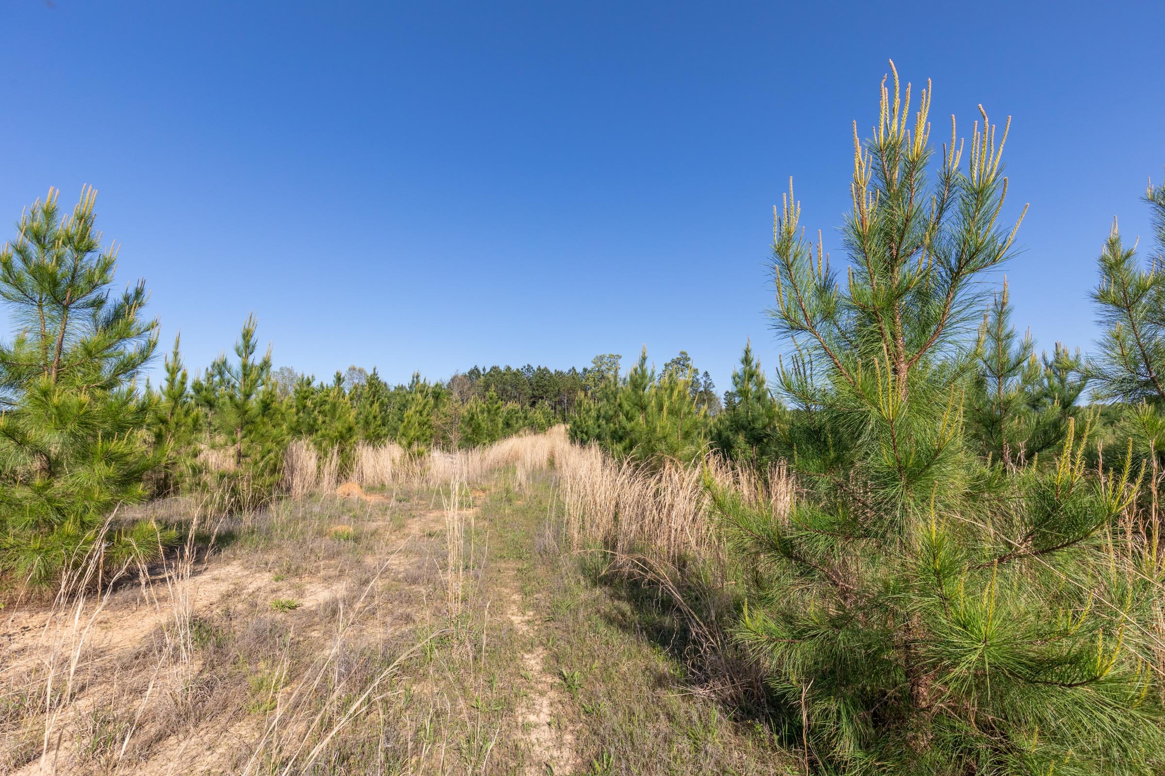 Clear Wood Tract 32 photo 8