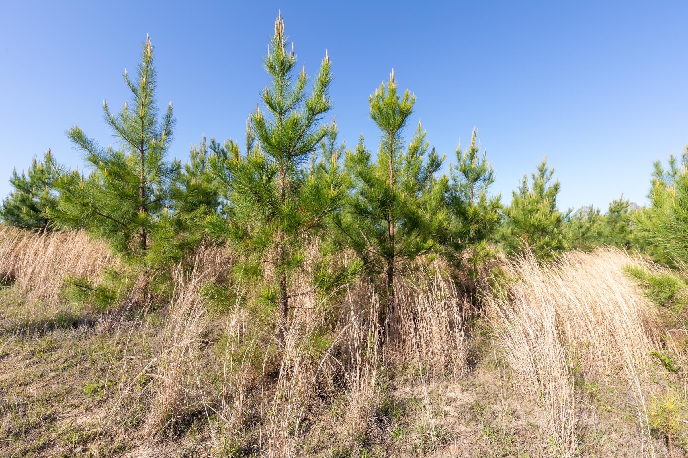 Clear Wood Tract 32 photo 9