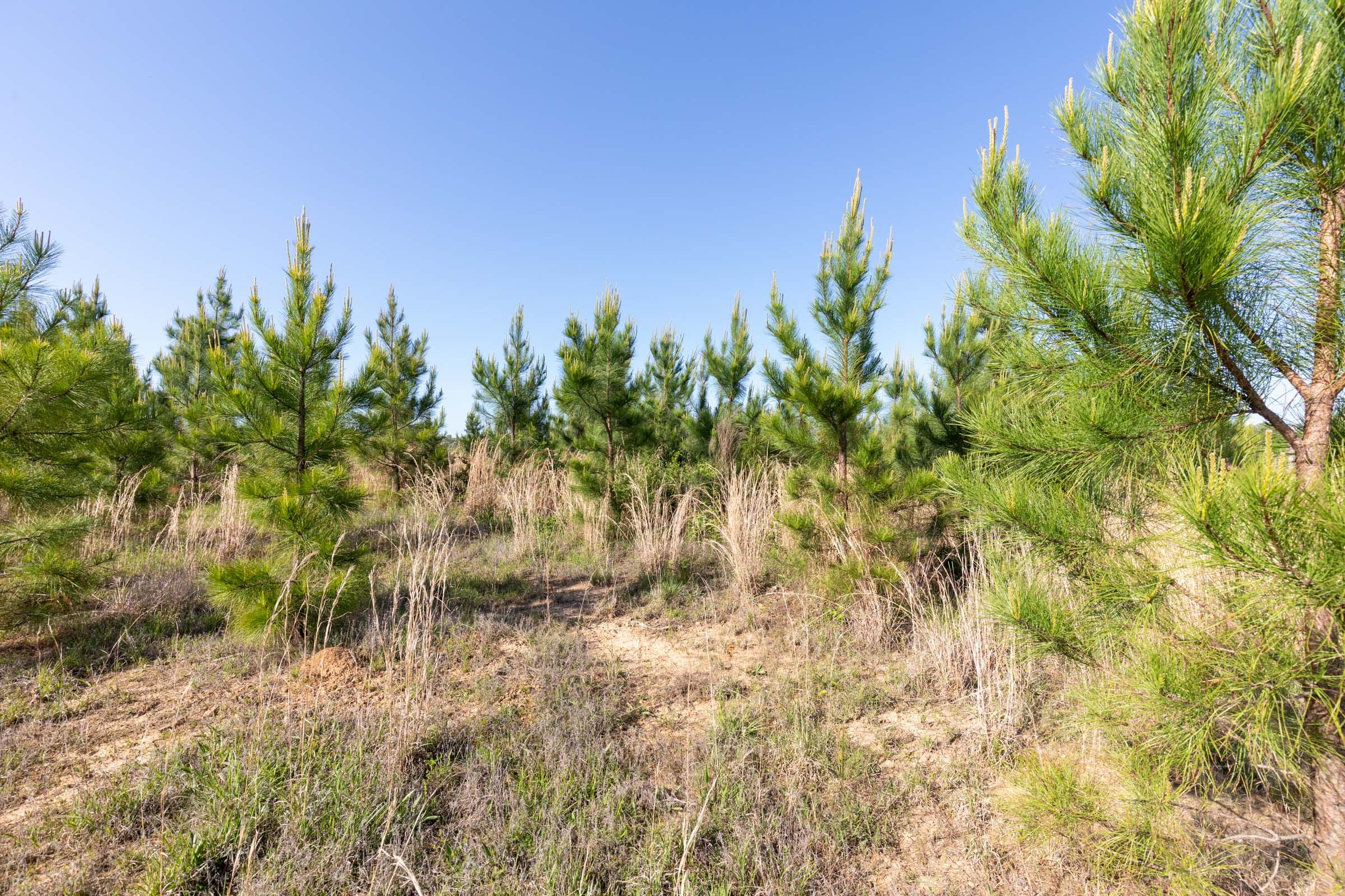 Clear Wood Tract 32 photo 10