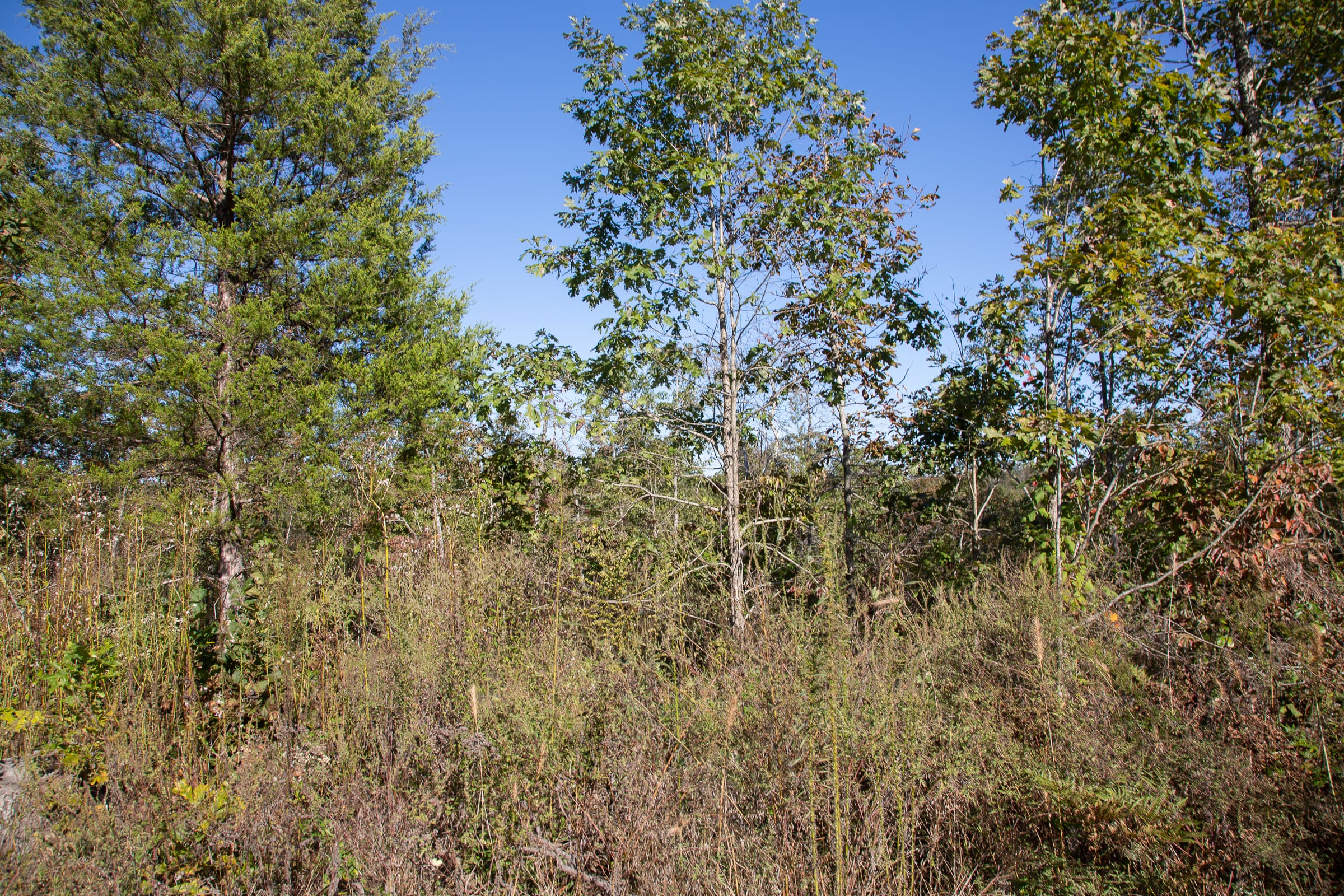 Borgmann’s Hollow Phase IV Tract 112 photo 2