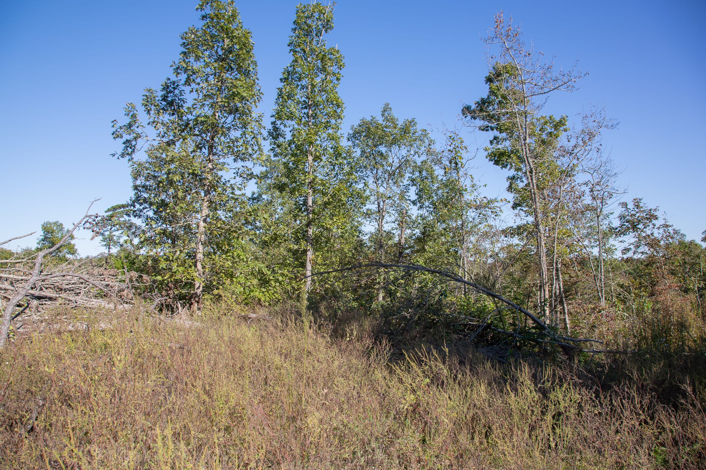 Borgmann’s Hollow Phase IV Tract 112 photo 6