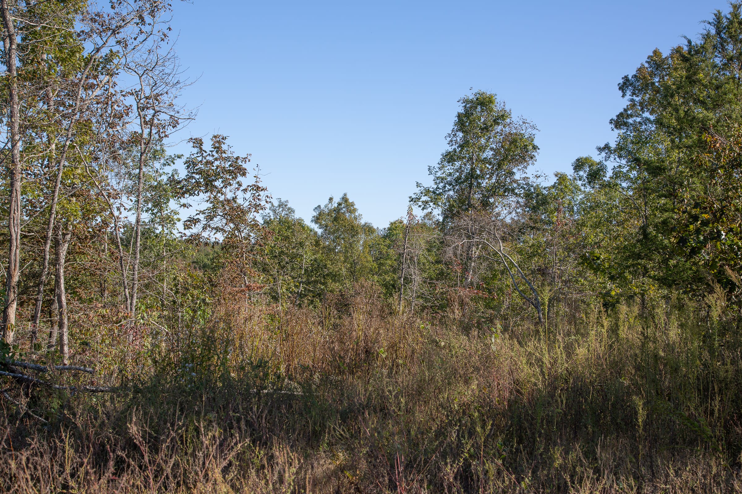 Borgmann’s Hollow Phase IV Tract 112 photo 7
