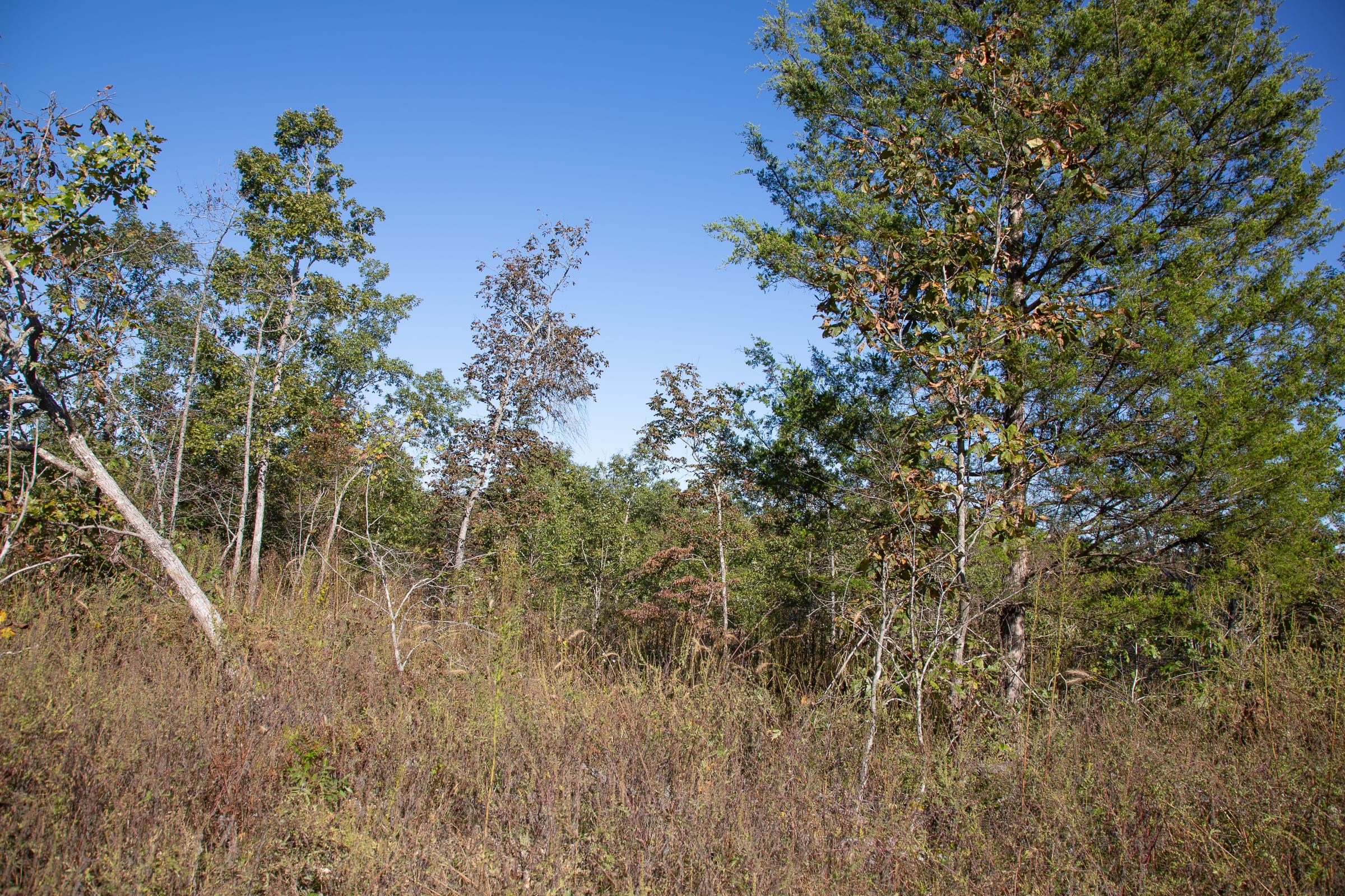 Borgmann’s Hollow Phase IV Tract 112 photo 9