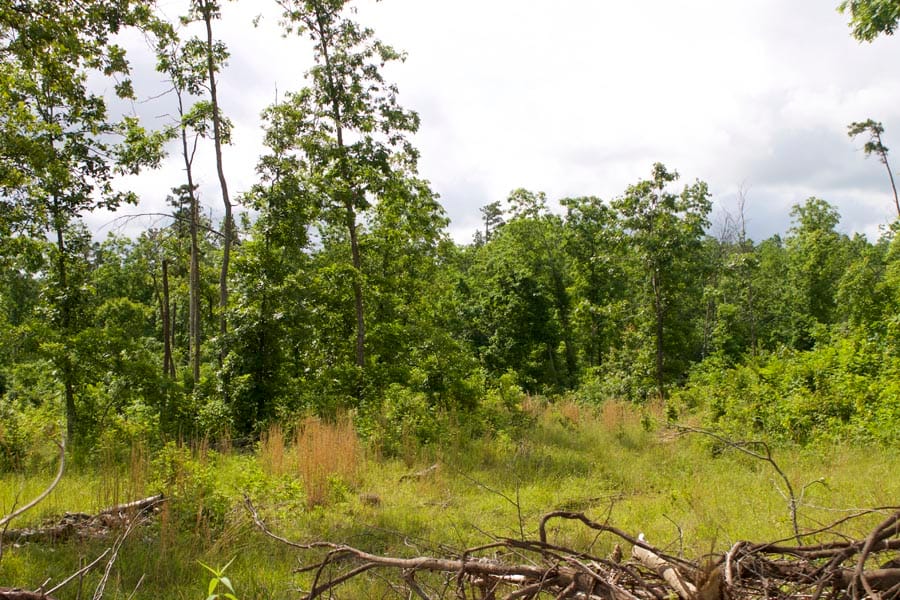 Thunder Mountain Ranch Tract 16 photo 7
