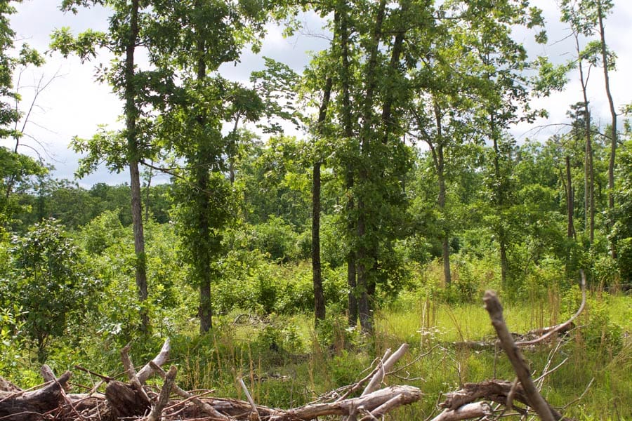 Thunder Mountain Ranch Tract 16 photo 8