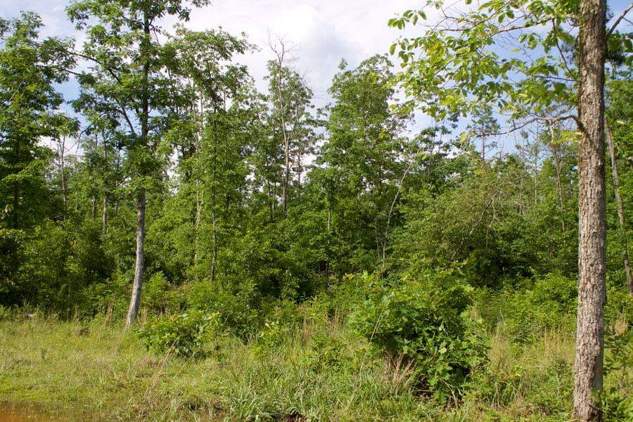 Thunder Mountain Ranch Tract 16 photo 10