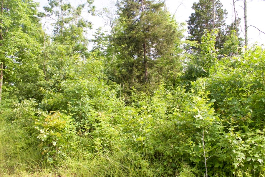 Thunder Mountain Ranch Tract 16 photo 12