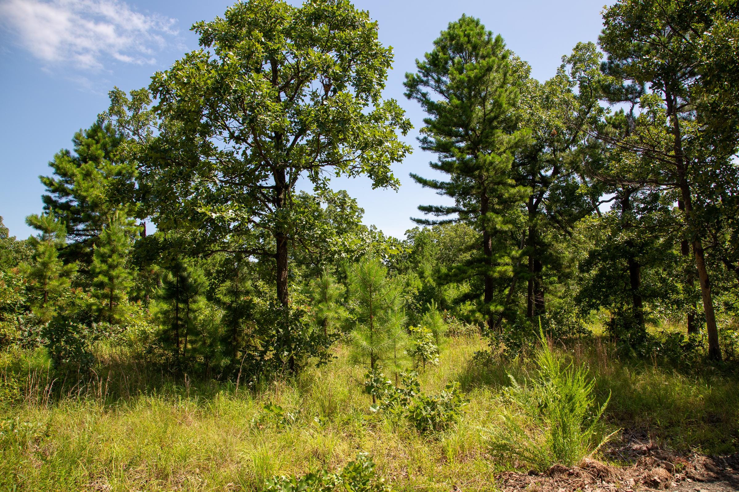 Tyler Stone Ranch Tract 40 photo 4