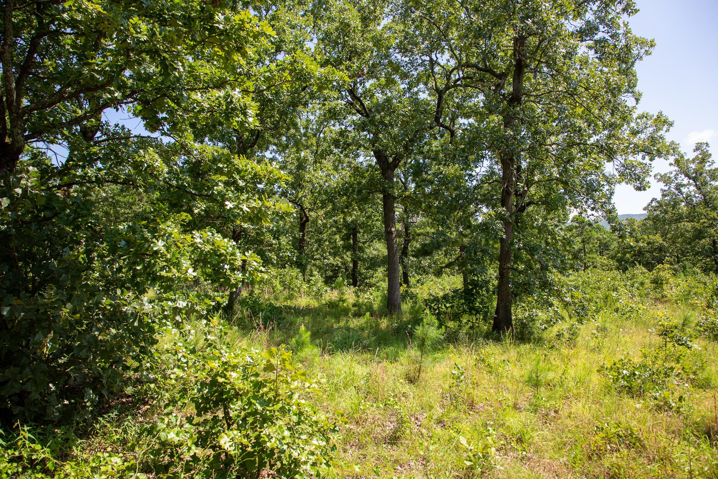 Tyler Stone Ranch Tract 40 photo 7