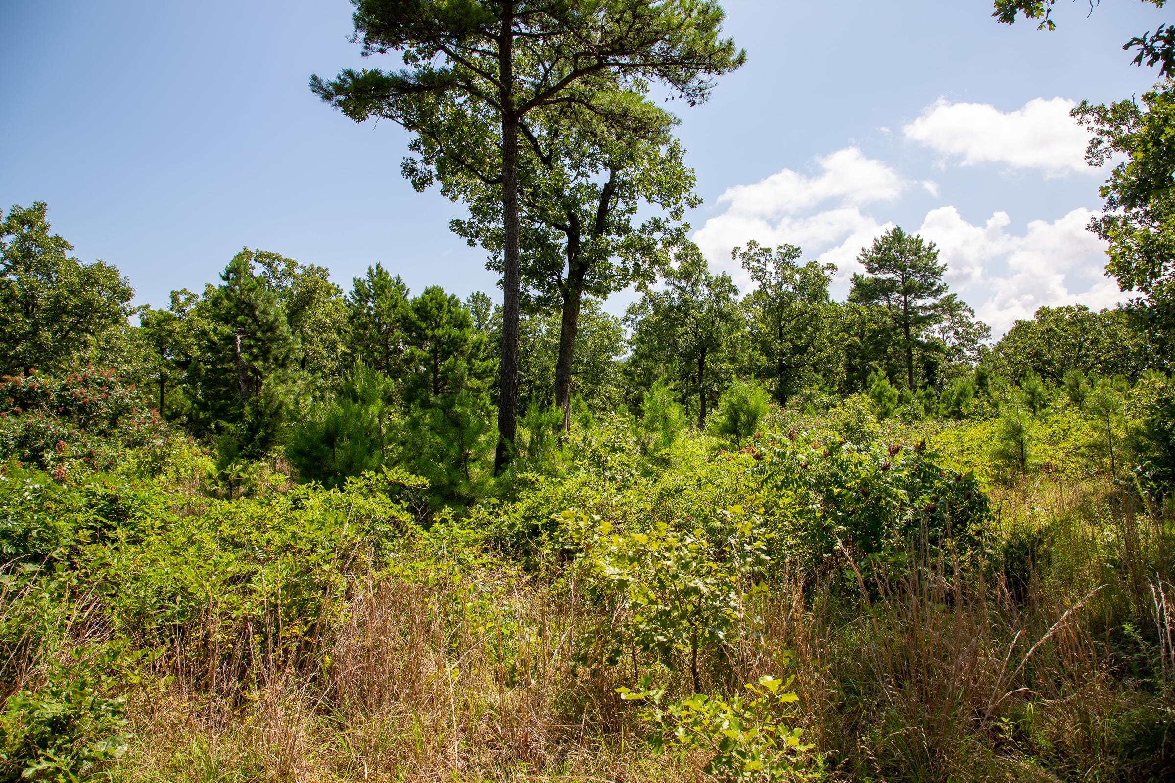 Tyler Stone Ranch Tract 40 photo 10