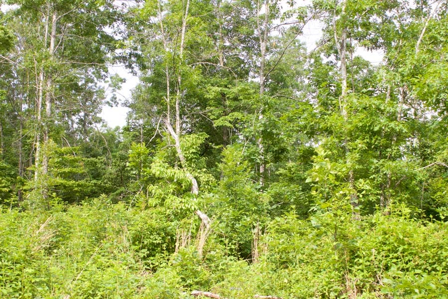 Thunder Mountain Ranch Tract 22 photo 4