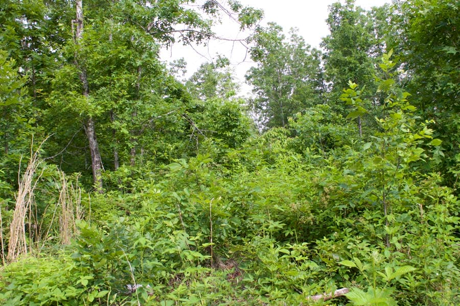 Thunder Mountain Ranch Tract 22 photo 5