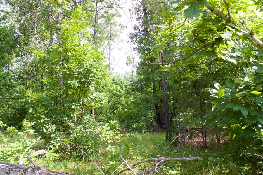 Thunder Mountain Ranch Tract 22 photo 7