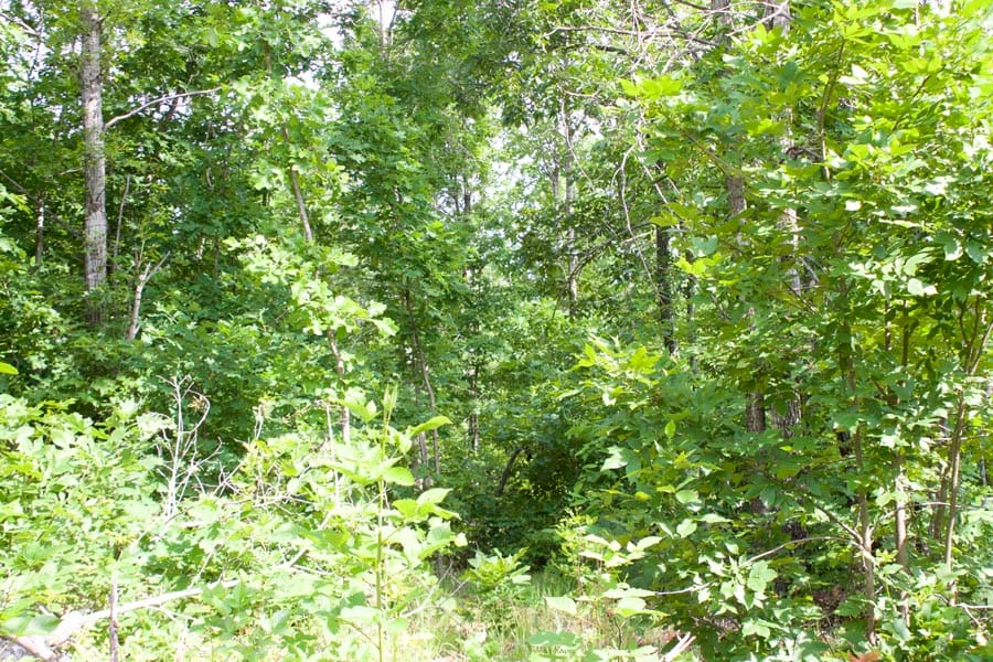Thunder Mountain Ranch Tract 22 photo 8