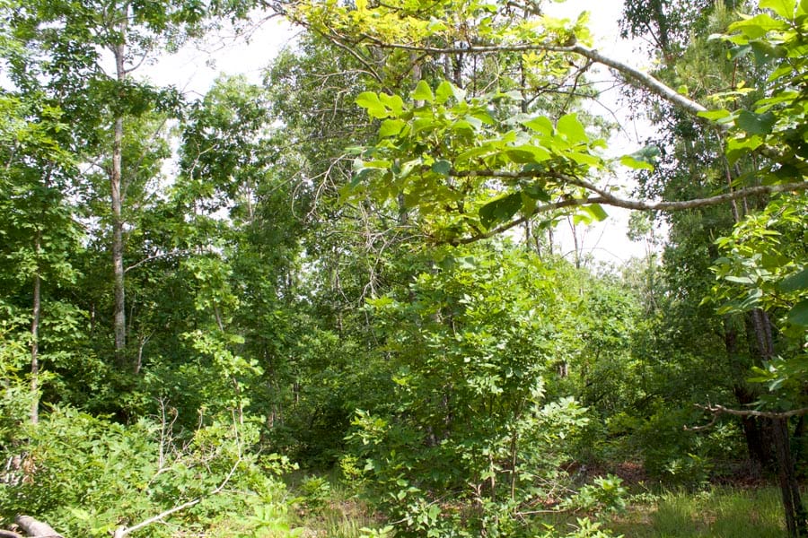 Thunder Mountain Ranch Tract 22 photo 9