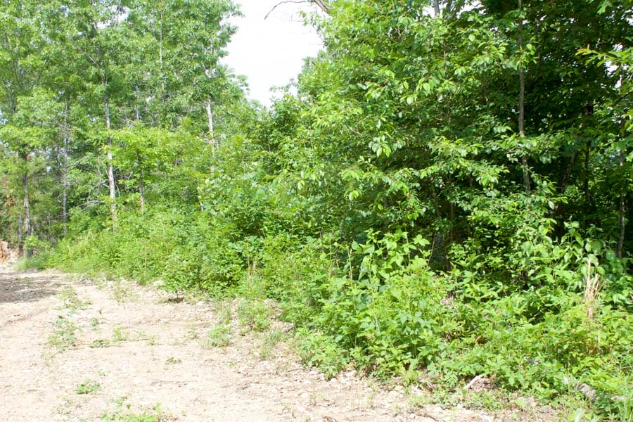 Thunder Mountain Ranch Tract 22 photo 10