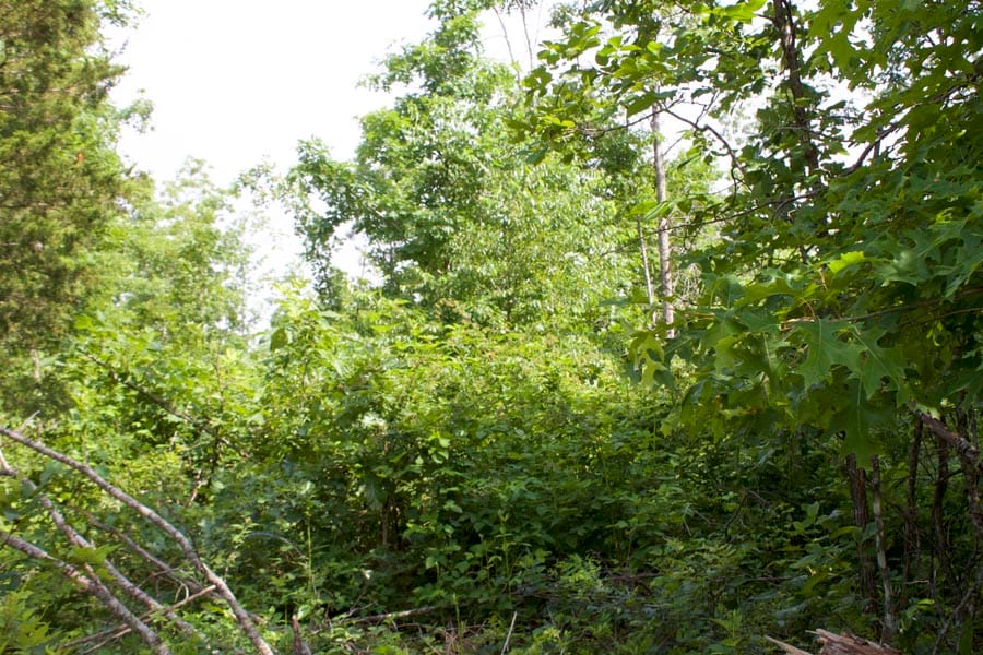 Thunder Mountain Ranch Tract 22 photo 14