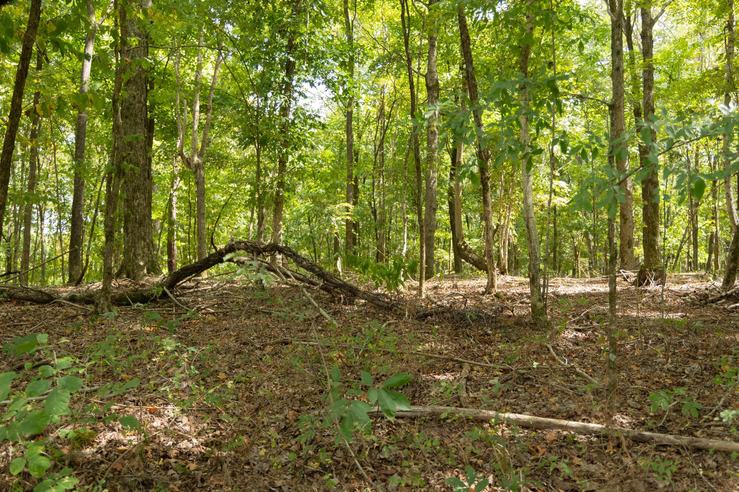 Big White Oak Tract 120 photo 18