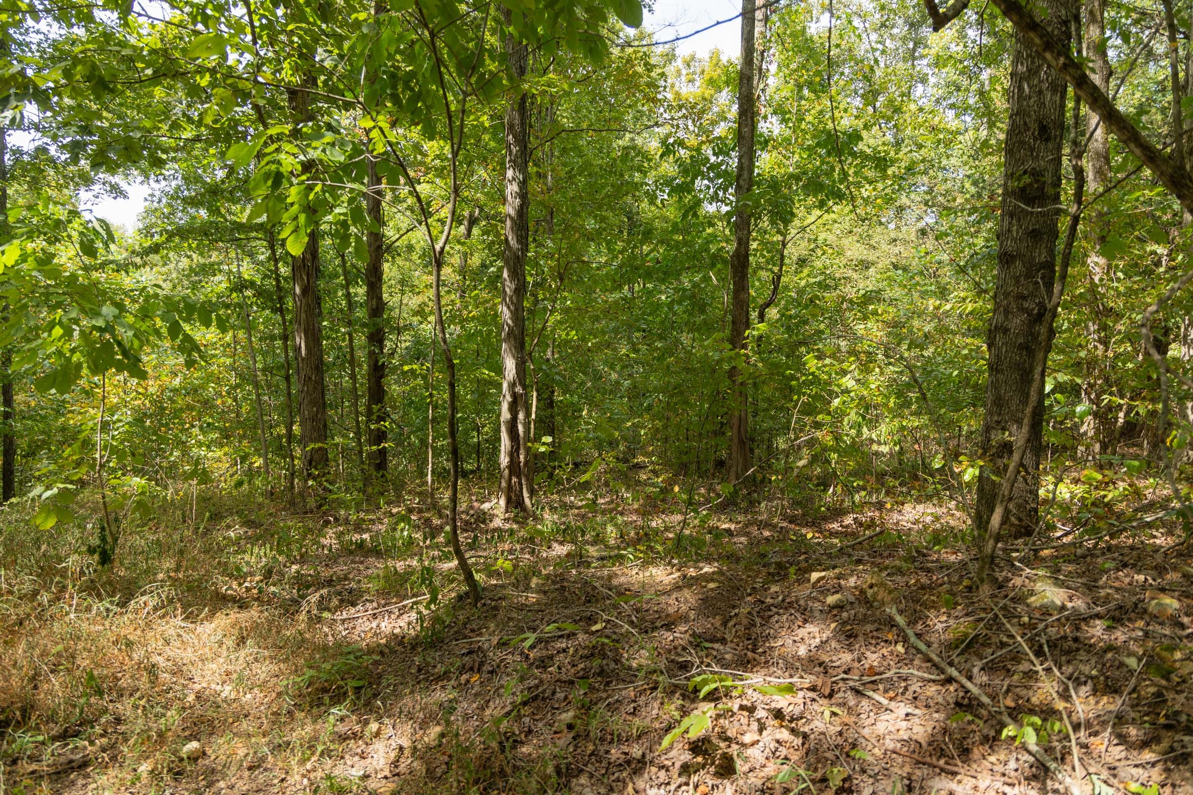 Big White Oak Tract 120 photo 17