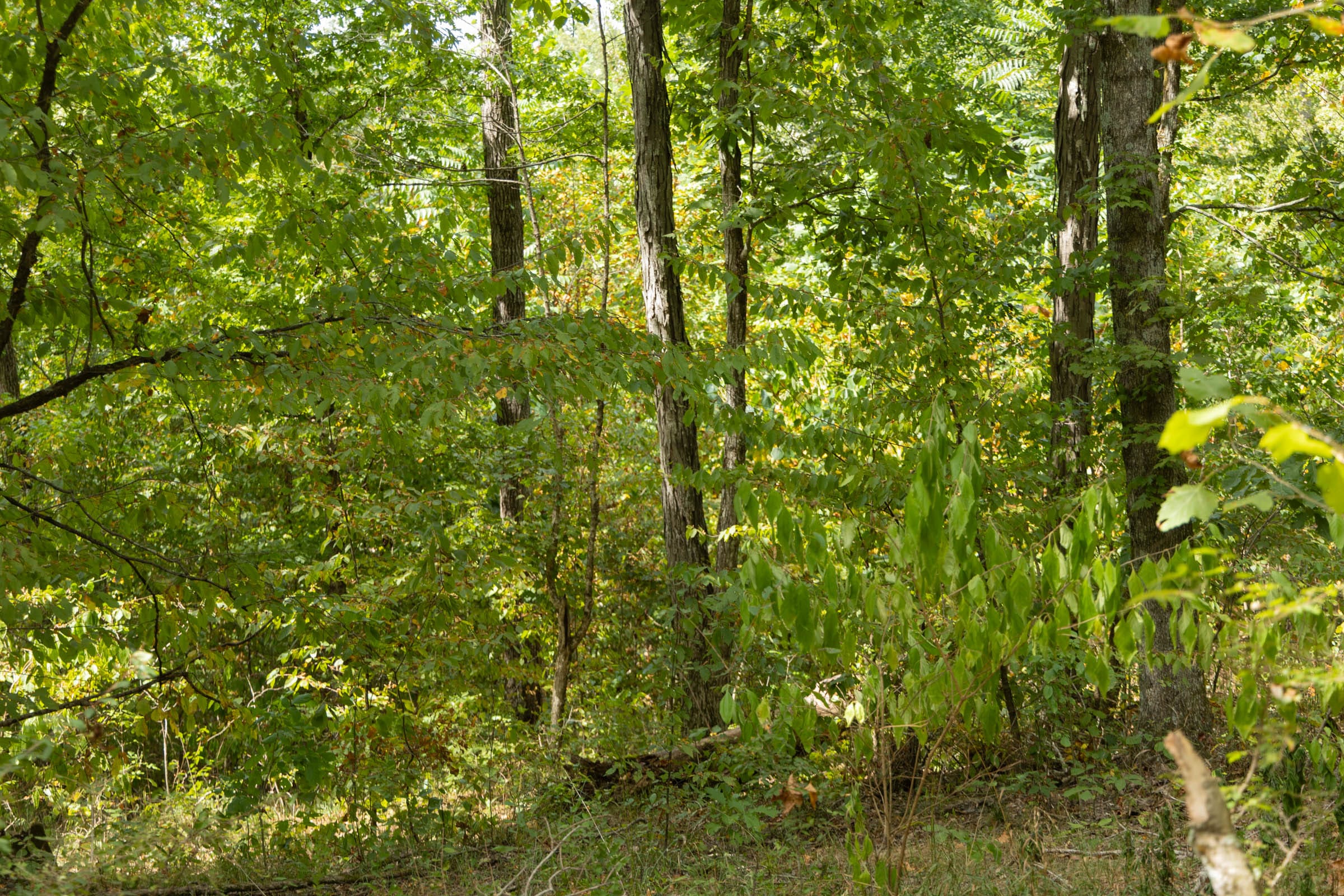Big White Oak Tract 120 photo 15